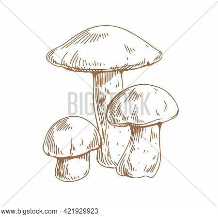 Outlined Drawing Of Birch Bolete Mushrooms. Scaber Stalks Fungi Composition. Engraving Edible Fungus