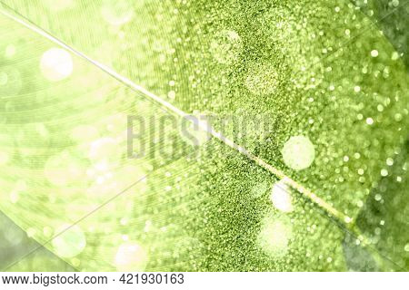 Glittery Calathea Lutea leaf background