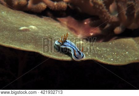 A Chromodoris Lochi Nudibranch On A Brown Soft Coral Boracay Island Philippines