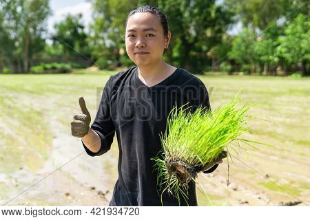 Amateur Asian Man Tests And Tries To Transplant Rice Seedlings In Paddy Rice Field In The Open Sky D
