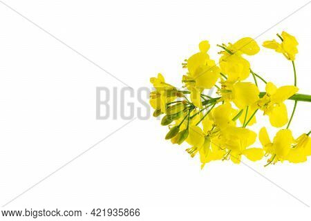 Colza Flower. Rapeseed Plant, Colza Rapeseed For Green Energy. Yellow Rape Flower For Healthy Food O
