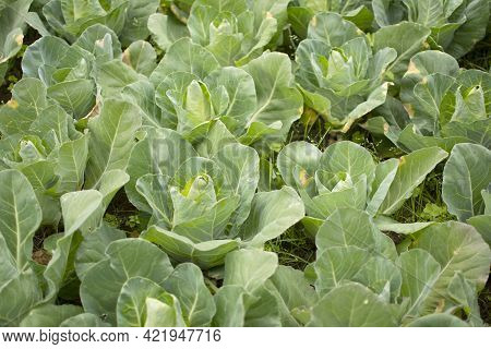 Field Of Sazonal Open Green Cabbages Ripening