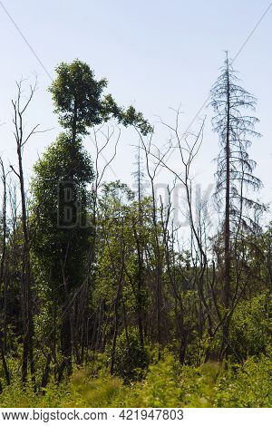 Pareidolia Pinocchio. The Tree In The Forest Is Shaped Like A Man With A Long Nose.
