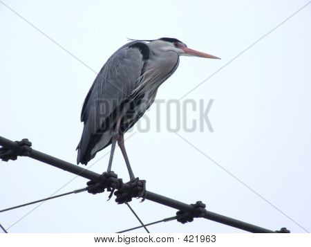 Heron