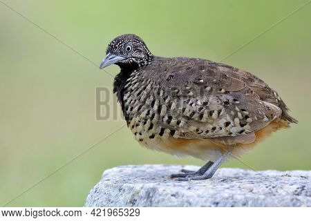 Exotic Brown Camouflage With Black Chest Bird Neatly Standing On Rock Over Bright Green Background I