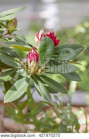 Picturesque Bloom Of Bright Rhododendron In The Botanical Garden