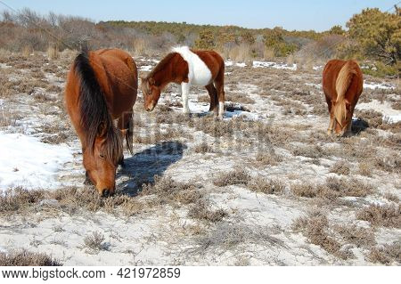 Wild Horses Roaming Assateague Island, On A Cool Winter's Day, In Worcester County, Maryland.