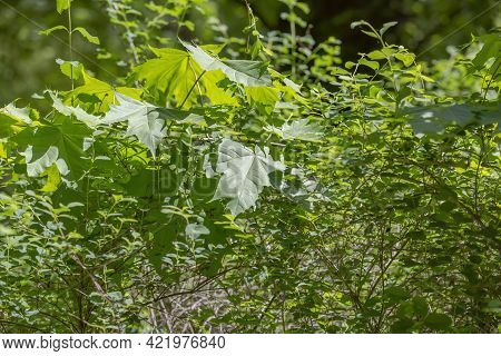A Branch With Bright Green Leaves Of A Summer Maple