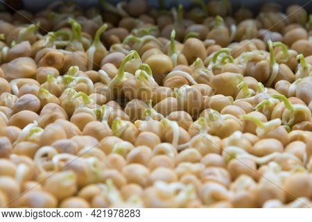 Germination Of Seeds In A Special Tray. Tray With Grid For Microgreening. Pea Seeds With Sprouts, Su