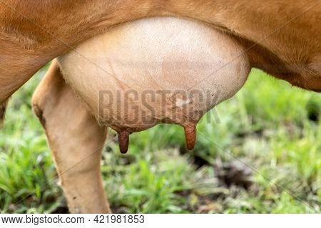 Cow Udder. Close-up. Cover, Bandage For Cow's Udder.