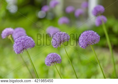 Perennial Bulbous Herb Allium Wallichii During Flowering