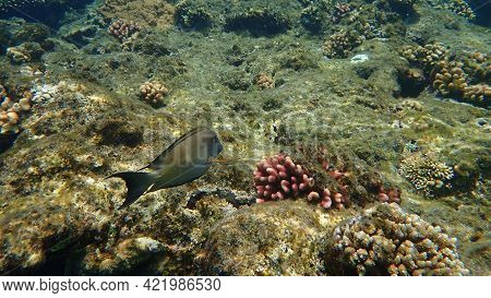 Striated Surgeonfish (ctenochaetus Striatus) Undersea, Red Sea, Egypt, Sharm El Sheikh, Nabq Bay