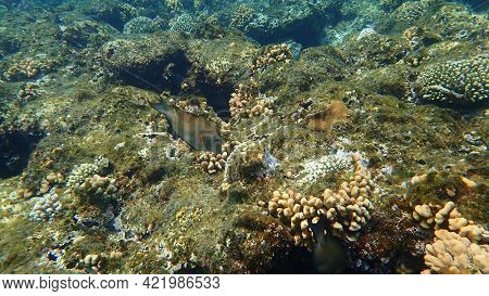 Striated Surgeonfish (ctenochaetus Striatus) Undersea, Red Sea, Egypt, Sharm El Sheikh, Nabq Bay