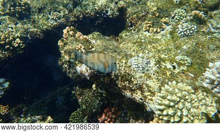 Striated Surgeonfish (ctenochaetus Striatus) Undersea, Red Sea, Egypt, Sharm El Sheikh, Nabq Bay