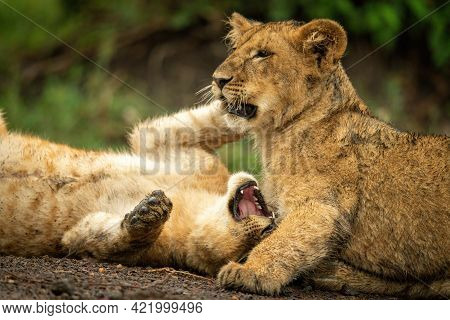 Close-up Of Lion Cubs Lying Play Fighting