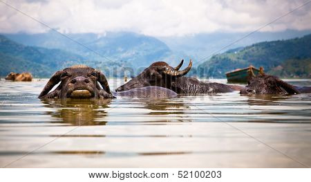 Water buffalos refreshing in Fewa lake , Pokhara, Nepal.
