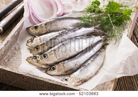  pickled pilchard