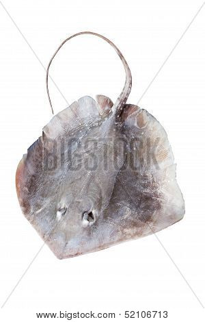 Portrait Of Stingray Isolated On White Background