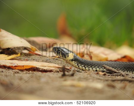Snake