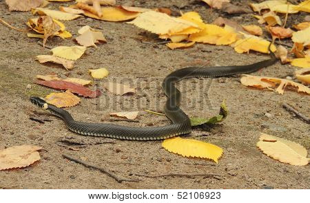 Snake