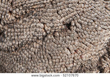 Xanthorrhoea Trunk