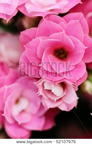 Kalanchoe Flower Blossoms