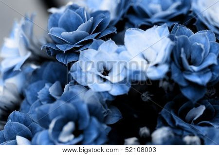 Kalanchoe Flower Blossoms
