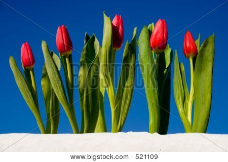 하늘에 대 한 빨간 튤립