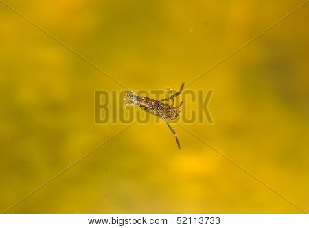 Notonectidae, aquatic bug, thumbtack  France