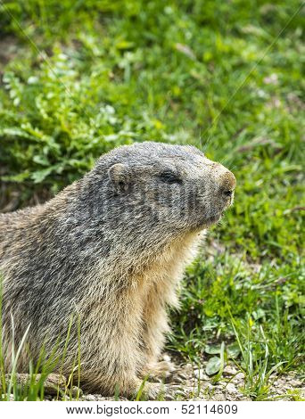 Colle Dell'agnello: Groundhog Closeup