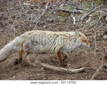old foxes
