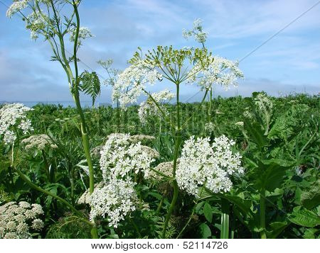 island Urup flowers