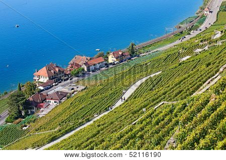 Vineyards of the Lavaux region over lake Leman (lake of Geneva)
