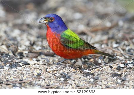 Painted Bunting (passerina Ciris)