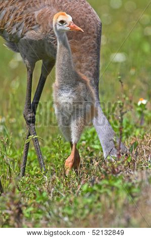 Sandhill Crane Baby