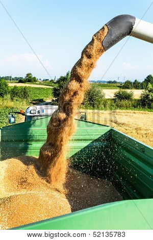 a cornfield with wheat at harvest. a combine harvester at work.