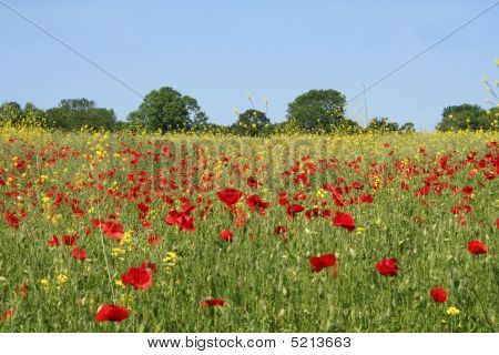 Mohn-Feld
