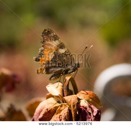 Sommerfugl på tør Rose
