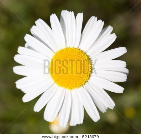 Næroptagelse af Daisy