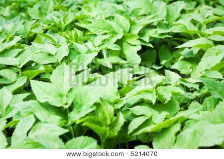 Næroptagelse af grønne plante