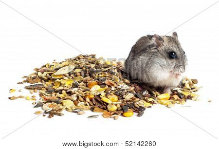 Djungarian Hamster eating