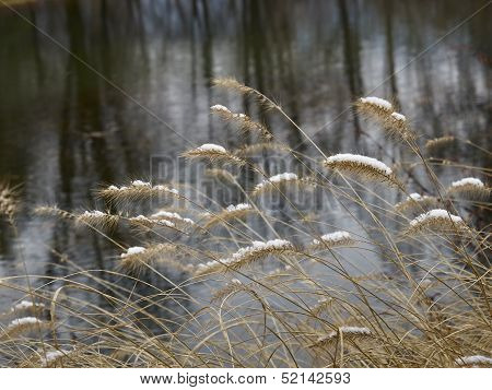 Snow On The Needle Grass
