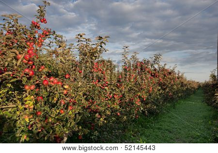 Apple orchard