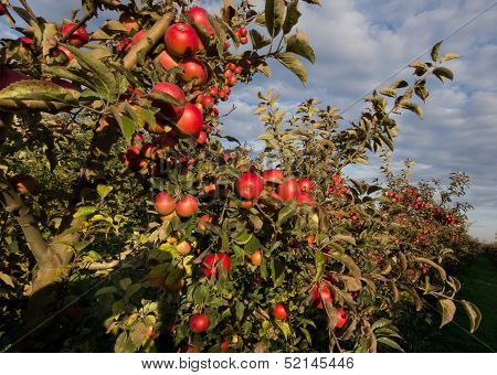 Apple orchard
