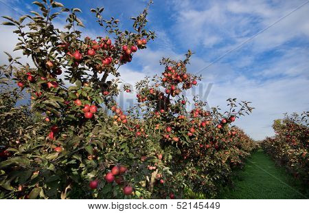 Apple orchard