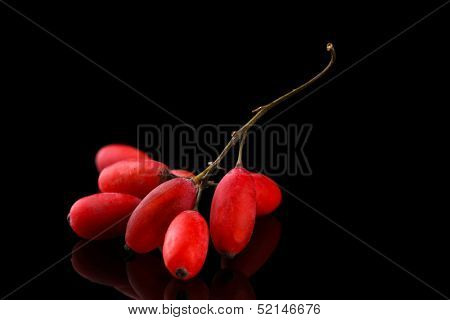 ripe barberries on branch on black background