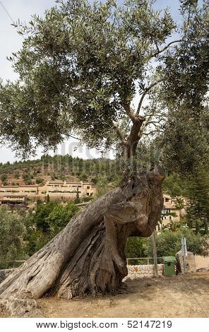 Old Olive Tree