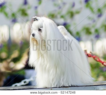Maltese Dog