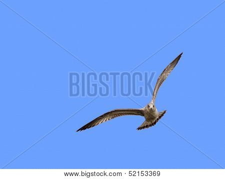 Soaring