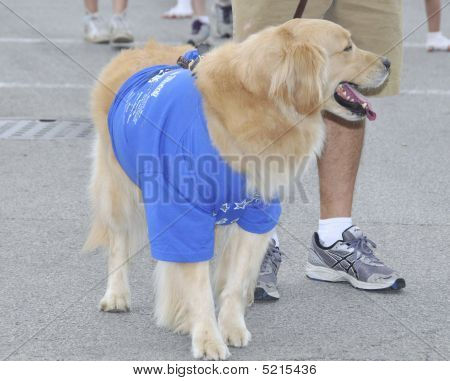 Lagrange kisállat fitogtat VI.